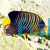 Regal Angelfish - Pygoplites Diacanthus