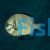 Reticulate Damselfish