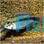 Rio Mamore Apistogramma