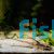Royal Whiptail Catfish