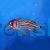 SQUIRRELFISH CROWN