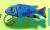  Female Electric Blue 9cm