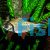 Flagtail Prochilodus - Red Finned