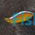 Skunk Clownfish - Medium