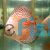 Snow Leopard Discus 9cm
