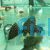 Spotted Sailfin Pleco