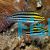 Striped Poison Fang Blenny - Meiacanthus grammistes 