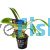 Sword - Chain Broad Leaf Pot