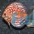 Pigeon Blood Snake Skin Discus