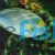Epaulette Tang Surgeon 