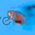 Thicklip Gourami - Sunset 