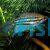 Croaking Gourami