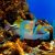 Triggerfish Assasi 