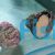 Trochus Snail