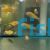 Tropheus Golden Fire Fox 