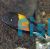 Tropheus Bemba Red 3cm