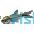 Gold Tetra