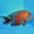 Two Spot Bristletooth Tang