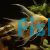 V.T. Gold Angelfish