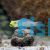 Gold Head Sleeper Goby - Small