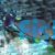 Vlamings Unicorn Tang - Medium