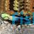 Wrasse Bicolour Cleaner 