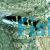 Jansen Wrasse