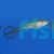 Green Swordtail 
