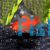 Xiphophorus maculatas