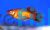 Neon Orange Platy 4cm