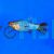 Assorted Variatus Platy