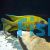 Yellow Benga Peacock 10cm