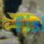 Yellow Benga Peacock 