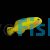 Yellow Clown Goby