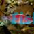 Yellow Fin Fairy Wrasse 