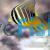 Sailfin Tang