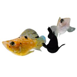 Assorted Freshwater Balloon Molly 3.5cm
