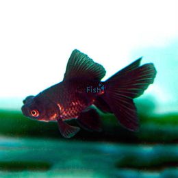 Black Moor 9cm