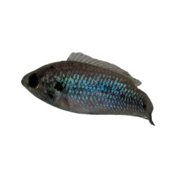 Blue Jewel Cichlid Forest 5cm