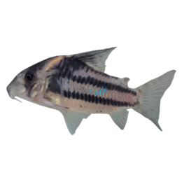 Corydoras Ornatus 4.5cm