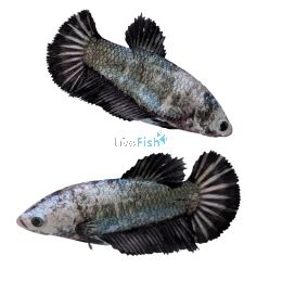 Female Betta Select Halfmoon Dragon 3.5cm