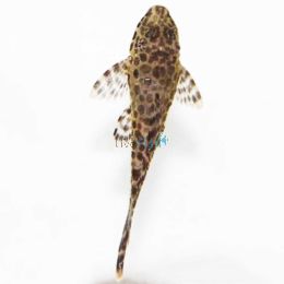 Gold Spotted Pleco 6cm