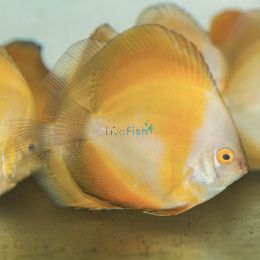 Golden Discus 7cm