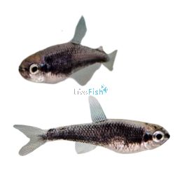 Kerri Super Blue Emperor Tetra 2cm