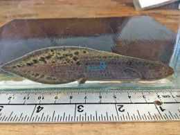 Australian Lungfish 12-15cm