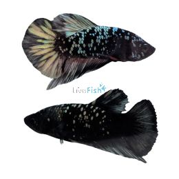Male Betta Plakat Black Gold Star Tail 4cm