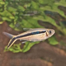 Penguin - Hockey Stick Tetra 3cm