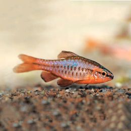 Cherry Barb 3cm