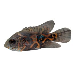 Red Tiger Oscar – Leopard 5cm