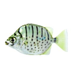 Silver Scat - Brackish 3cm